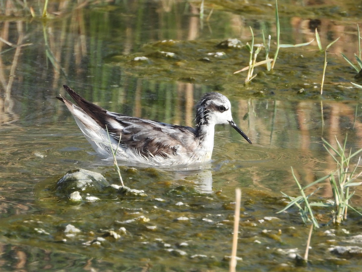 Red-necked Phalarope - ML646852468