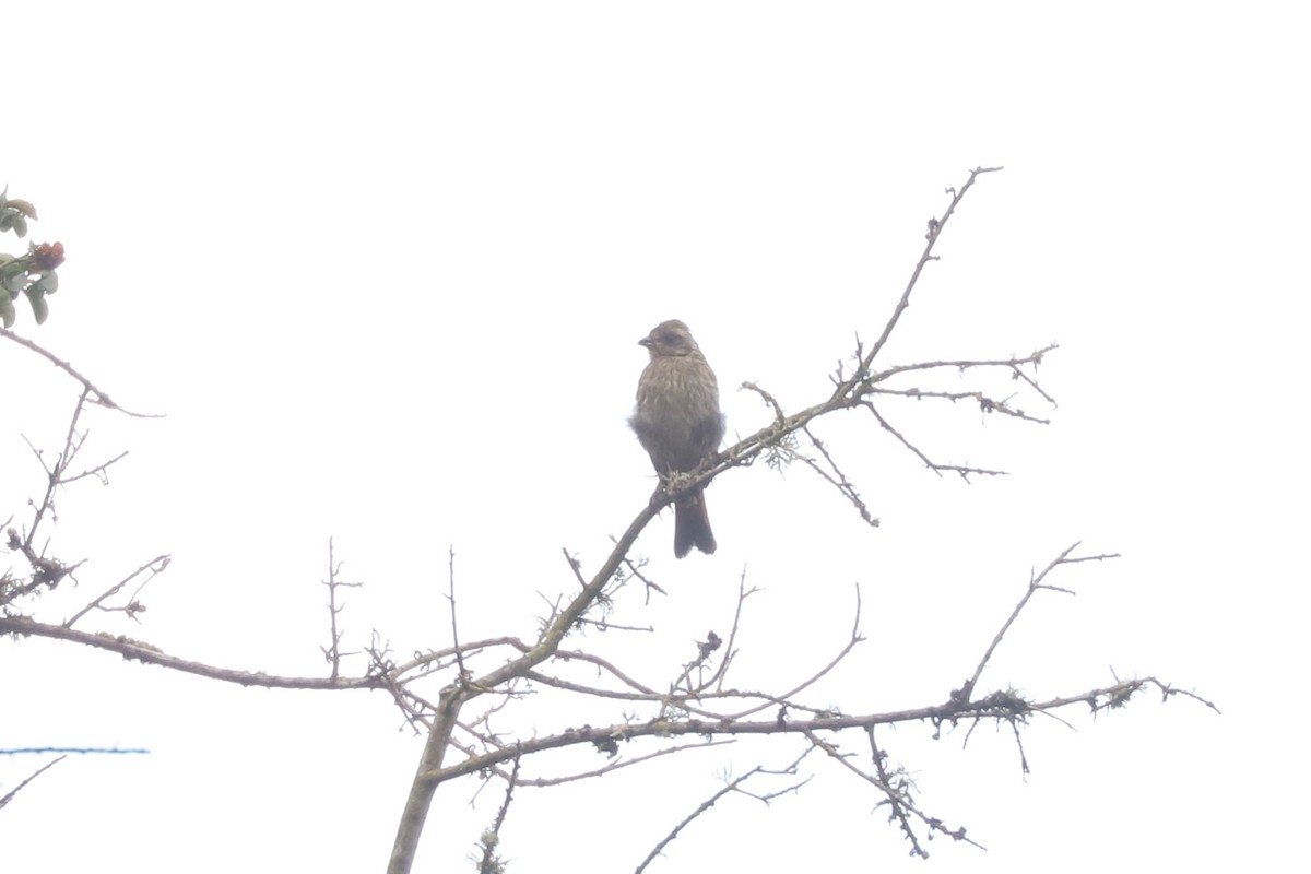 chileplanteklipper - ML646852469