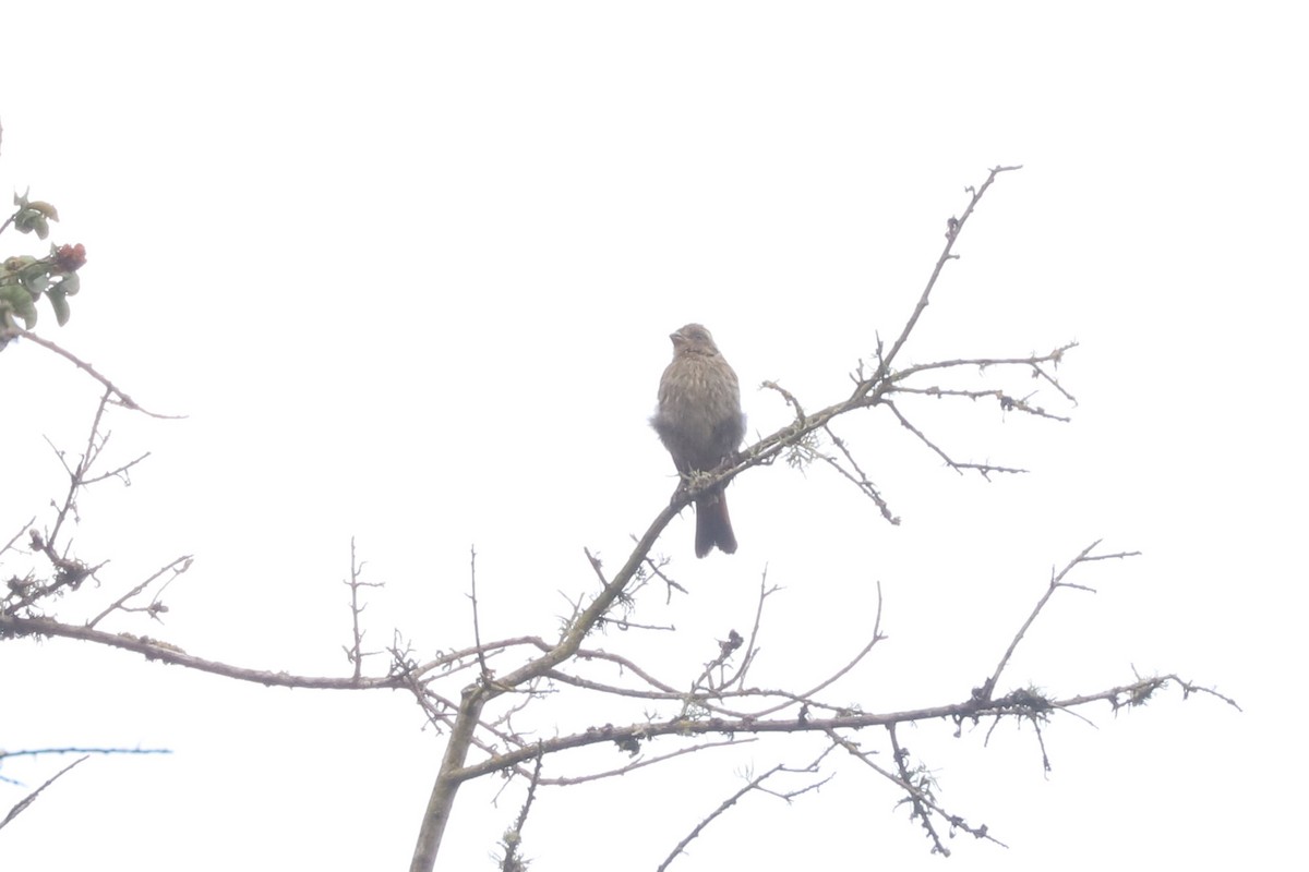 chileplanteklipper - ML646852470