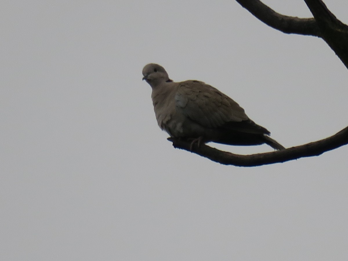 Tourterelle turque - ML646852473