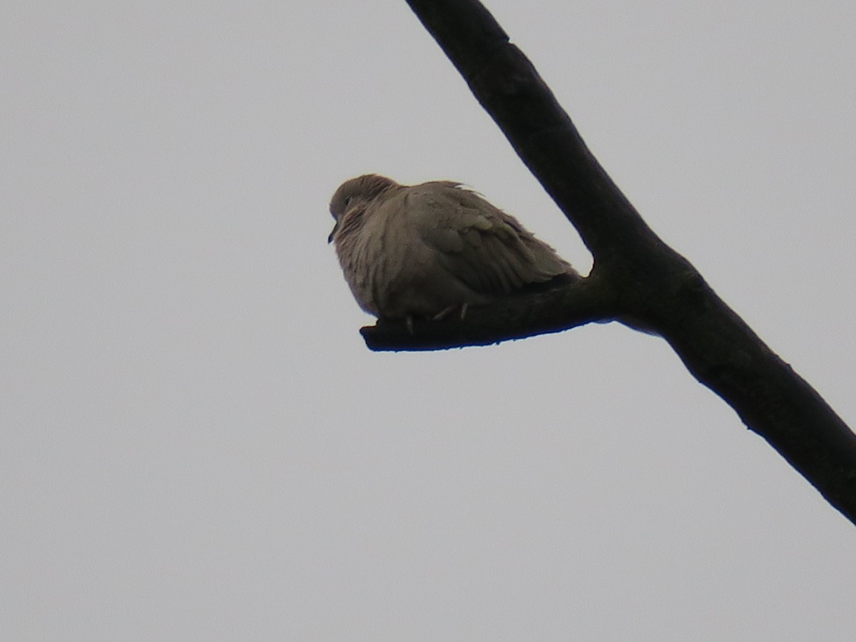 Tourterelle turque - ML646852474