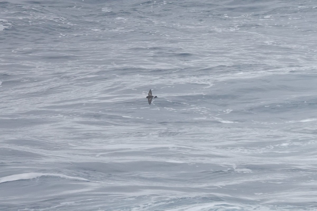 Wilson's Storm-Petrel - ML646852475
