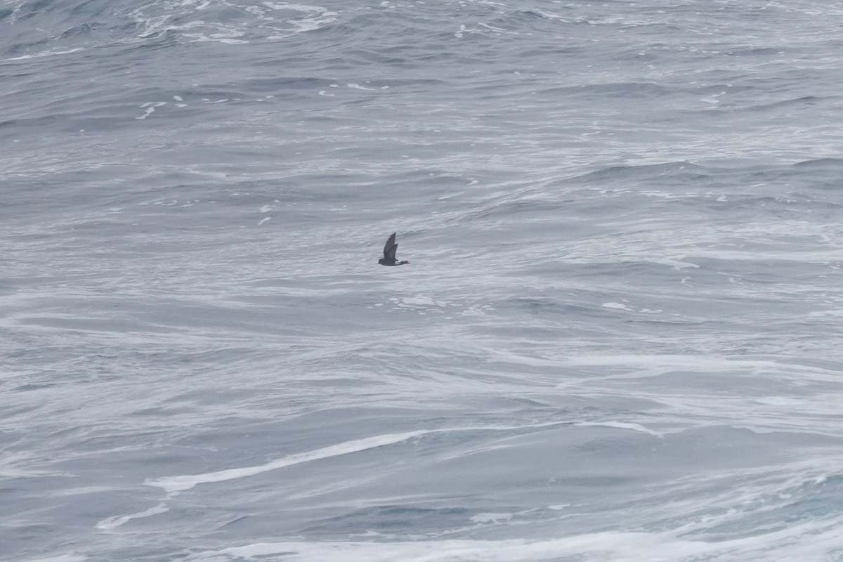Wilson's Storm-Petrel - ML646852481