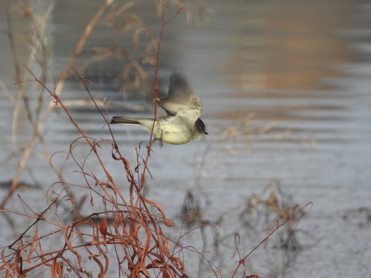 Eastern Phoebe - ML646852482