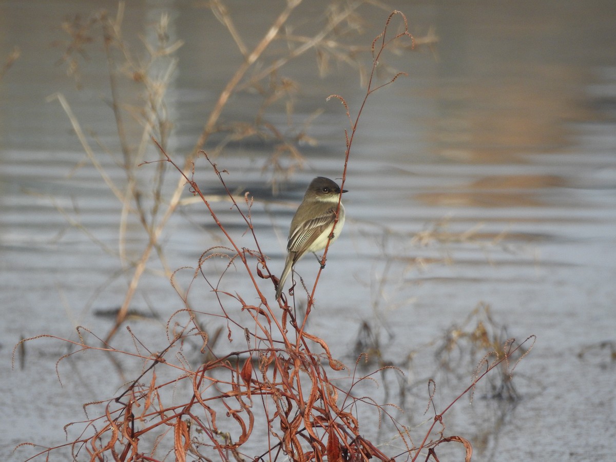 Eastern Phoebe - ML646852483