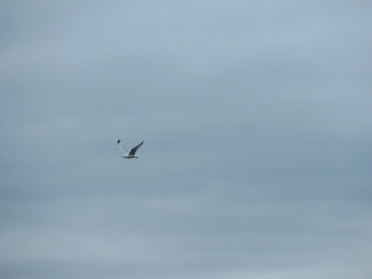 Goéland à bec cerclé - ML646852484