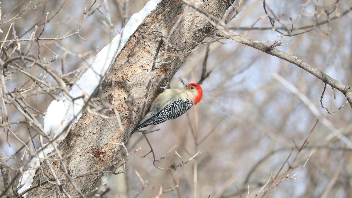 Red-bellied Woodpecker - ML646852485