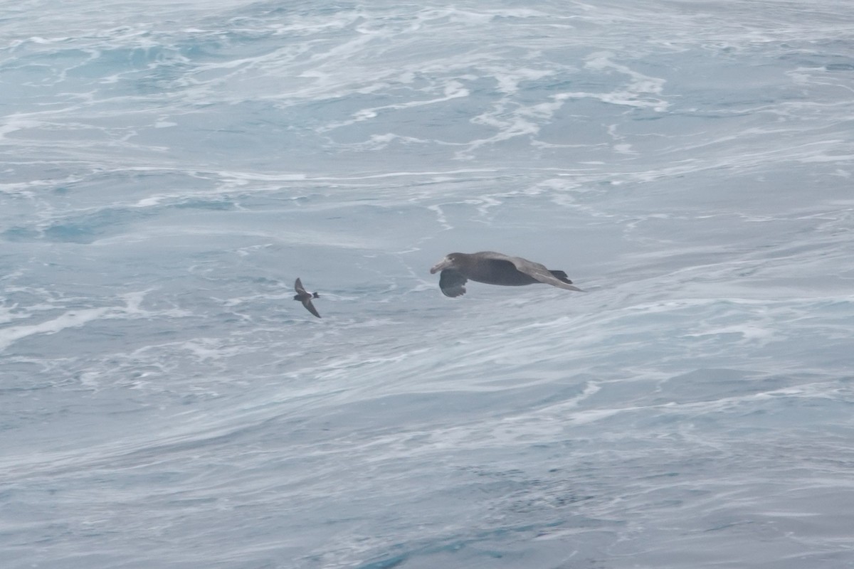 Wilson's Storm-Petrel - ML646852486
