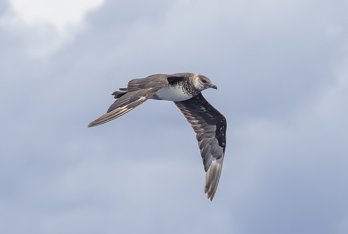 Pomarine Jaeger - ML646852487