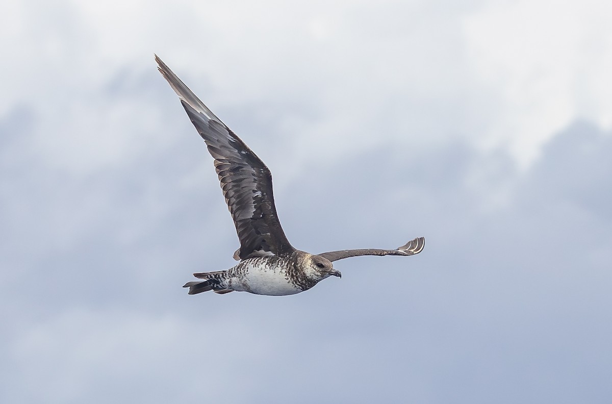 Pomarine Jaeger - ML646852488