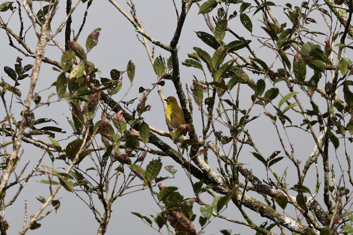 キマユヒヨドリ - ML646852490