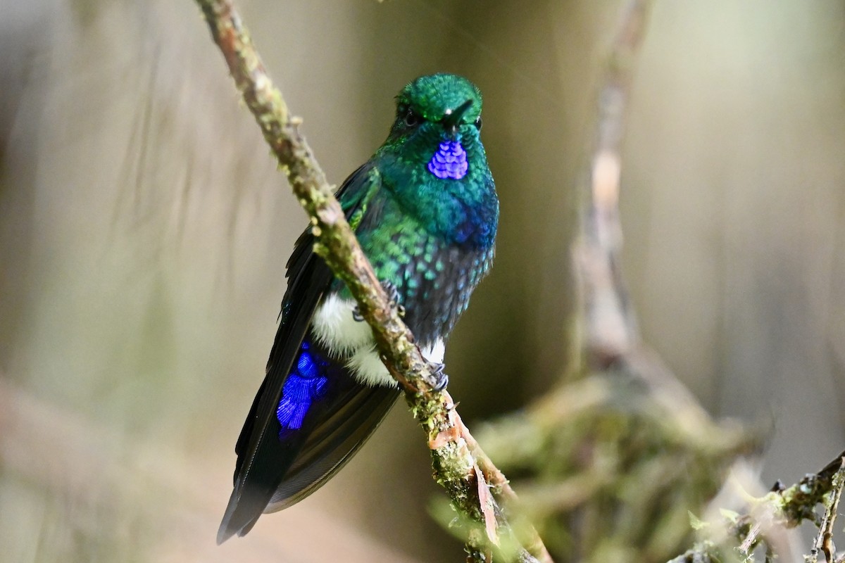 Glowing Puffleg - ML646852491