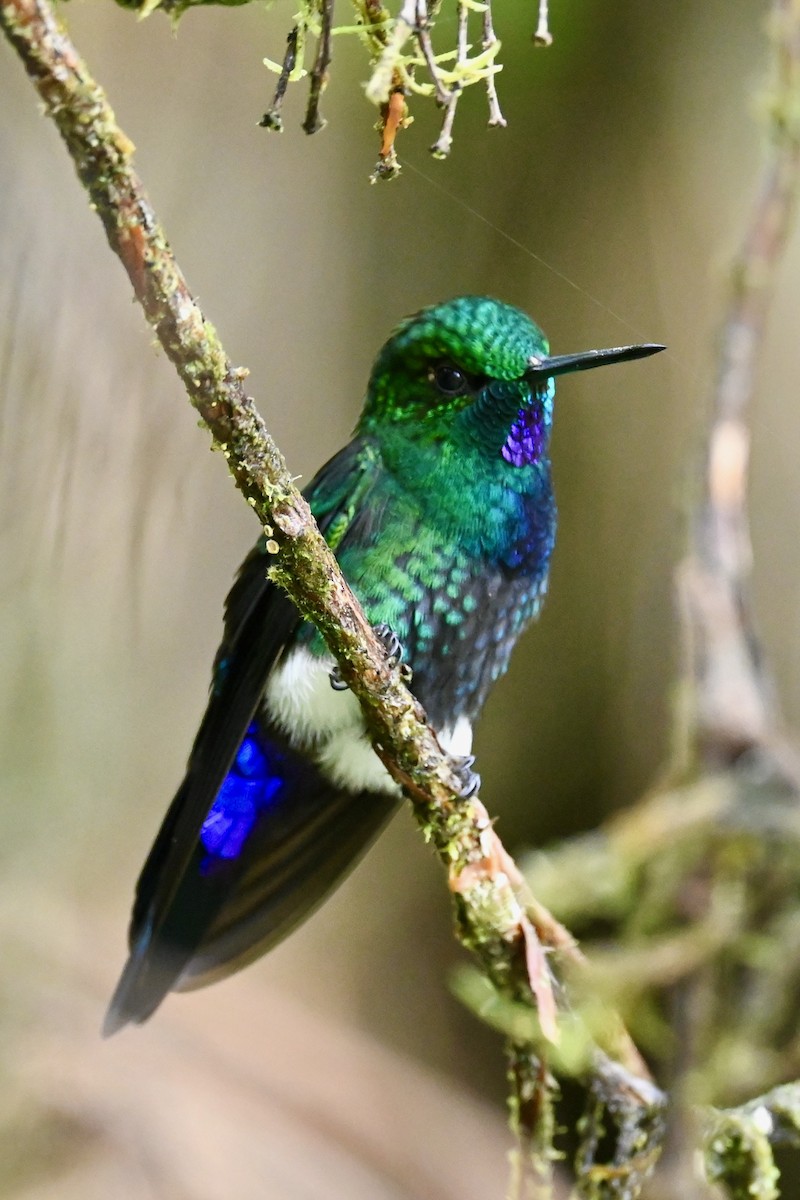 Glowing Puffleg - ML646852492