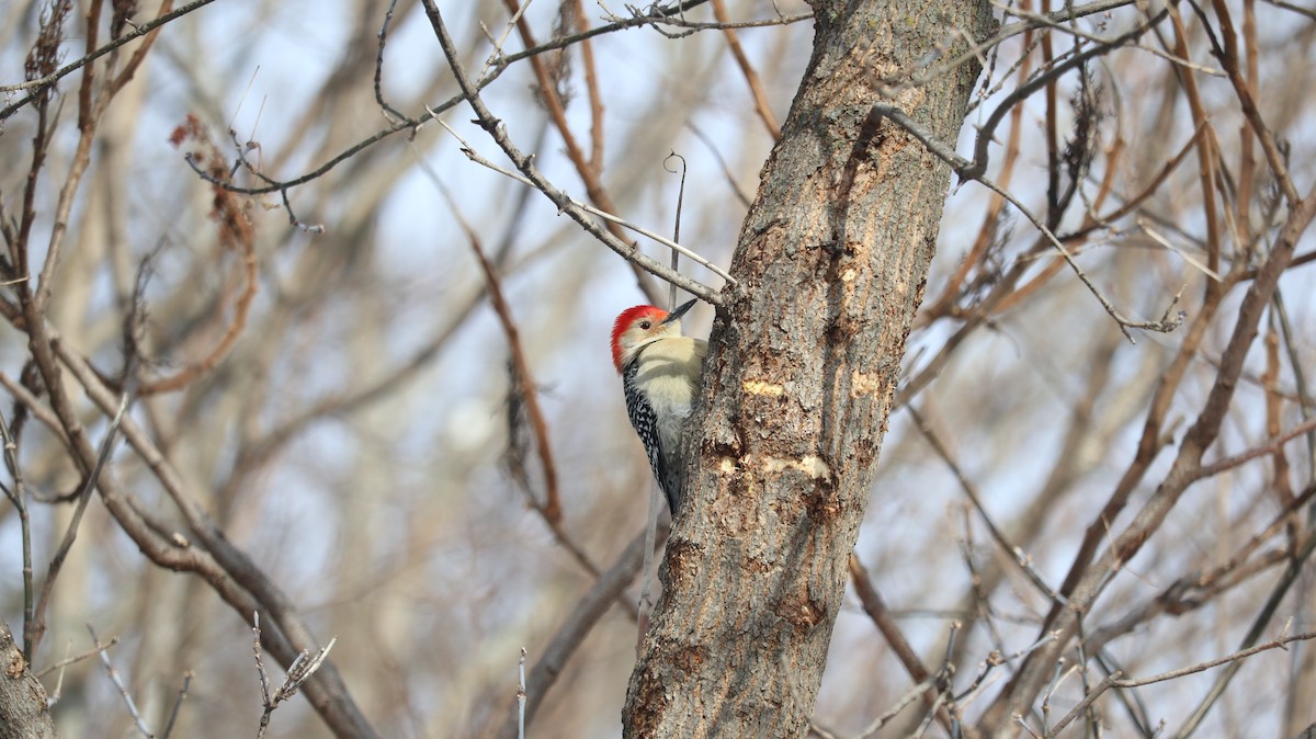 Red-bellied Woodpecker - ML646852493