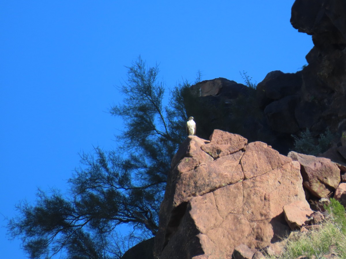 Red-tailed Hawk - ML646852494