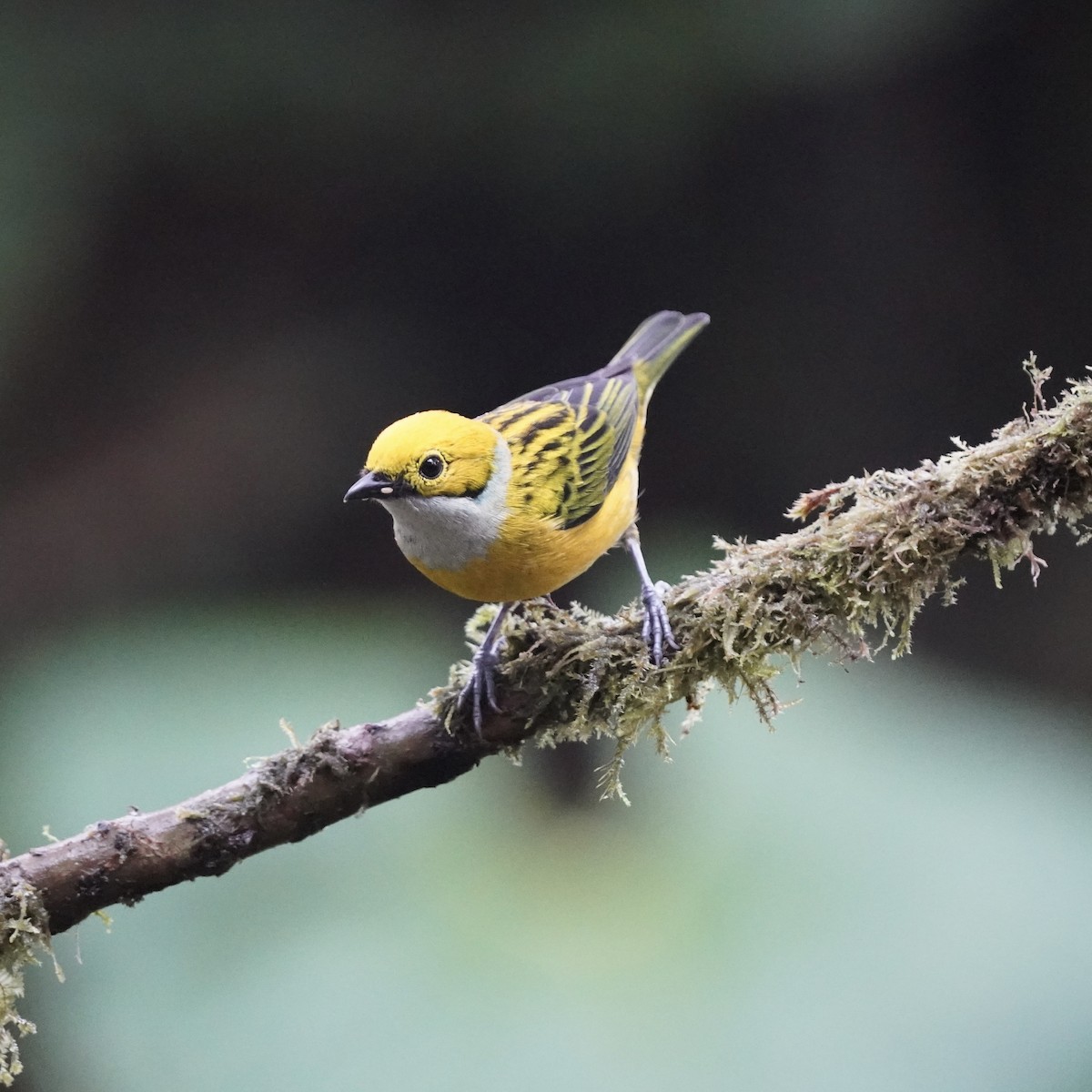 Gümüş Boyunlu Tangara - ML646852495