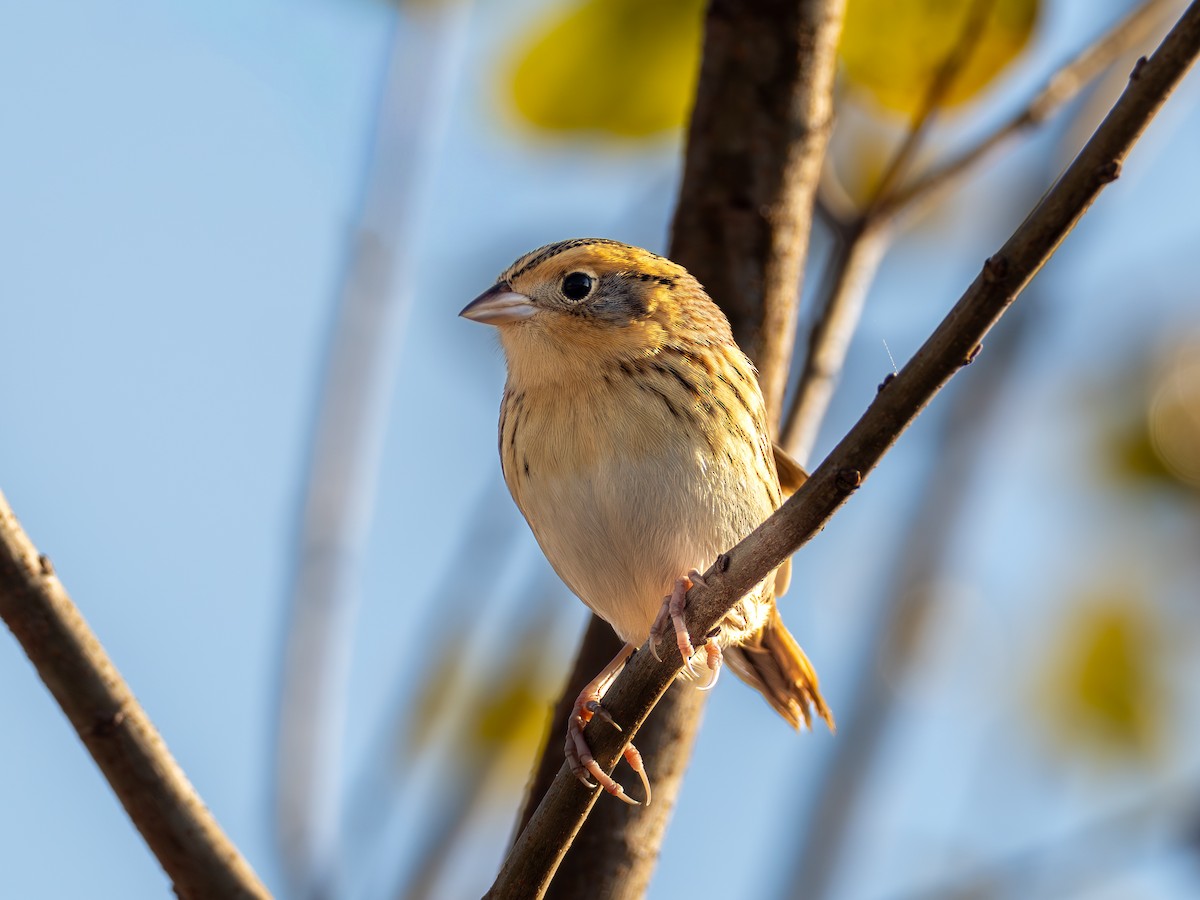 Chingolo de Le Conte - ML646852496
