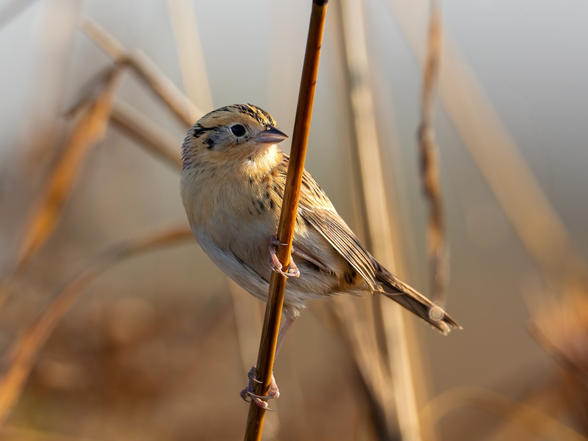 Chingolo de Le Conte - ML646852497