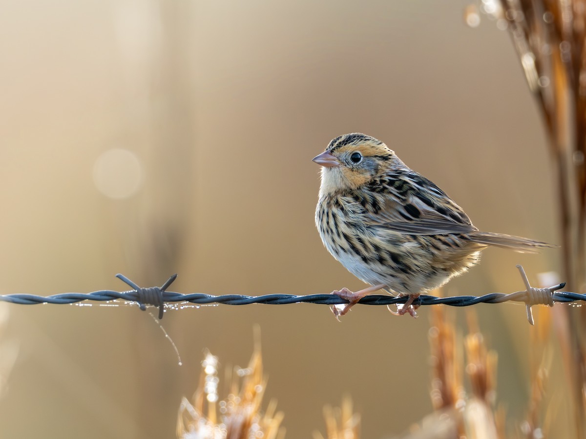 Chingolo de Le Conte - ML646852498