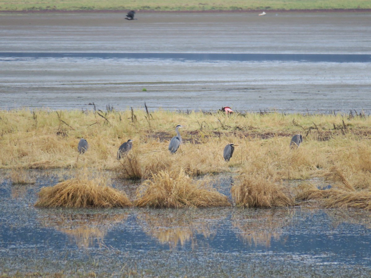 Grand Héron - ML646852499