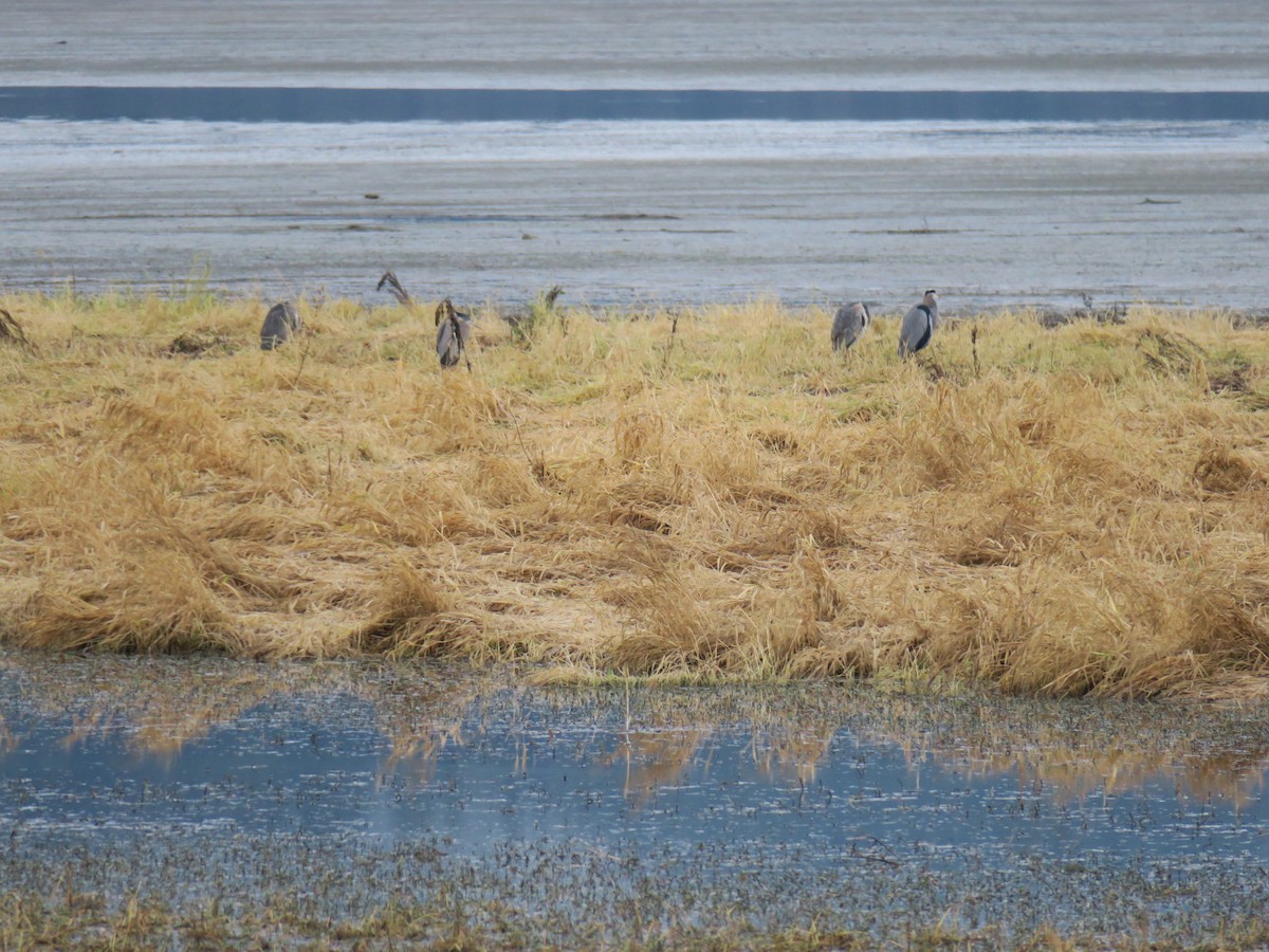 Grand Héron - ML646852500