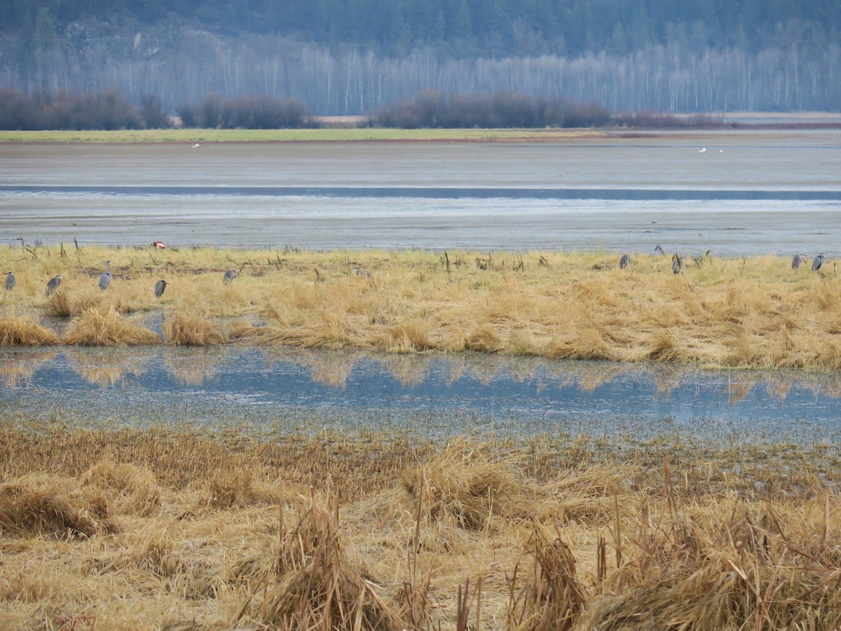 Grand Héron - ML646852501