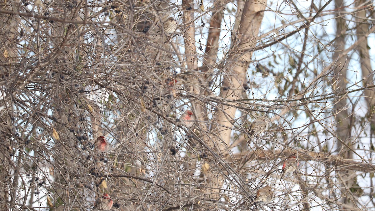 House Finch - ML646852502