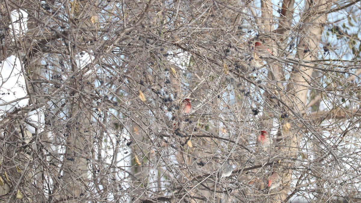 House Finch - ML646852503