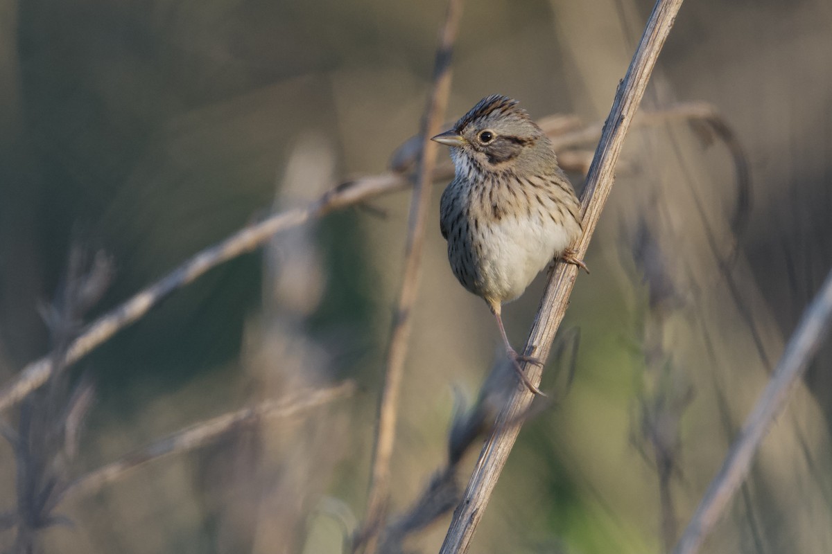 Lincoln's Sparrow - ML646852504