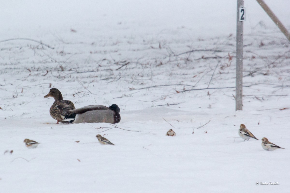 Basahatea - ML646852505