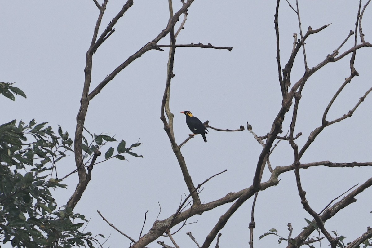 ミナミキュウカンチョウ - ML646852506