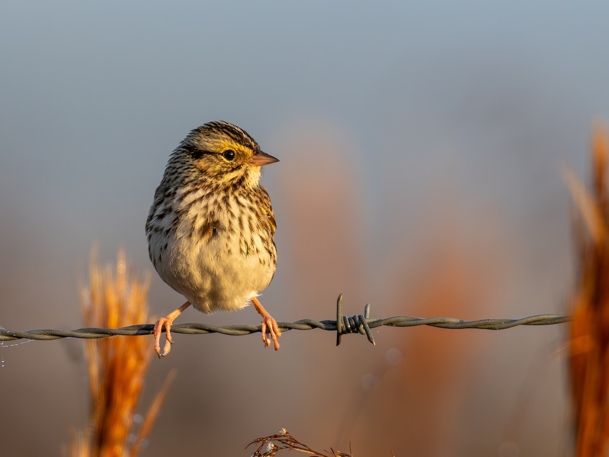 Chingolo Sabanero - ML646852507