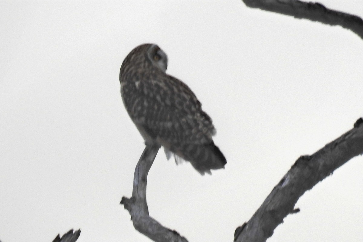 Short-eared Owl - ML646852508
