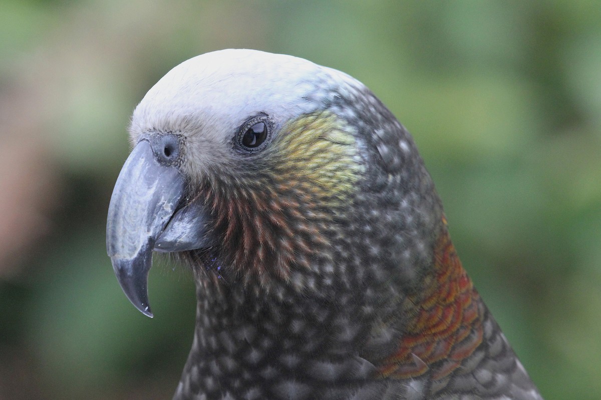 New Zealand Kaka - ML64685251