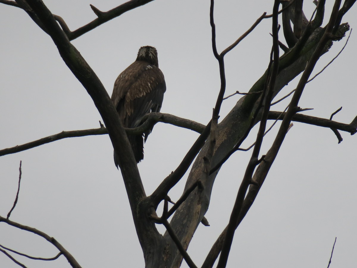 Pygargue à tête blanche - ML646852510