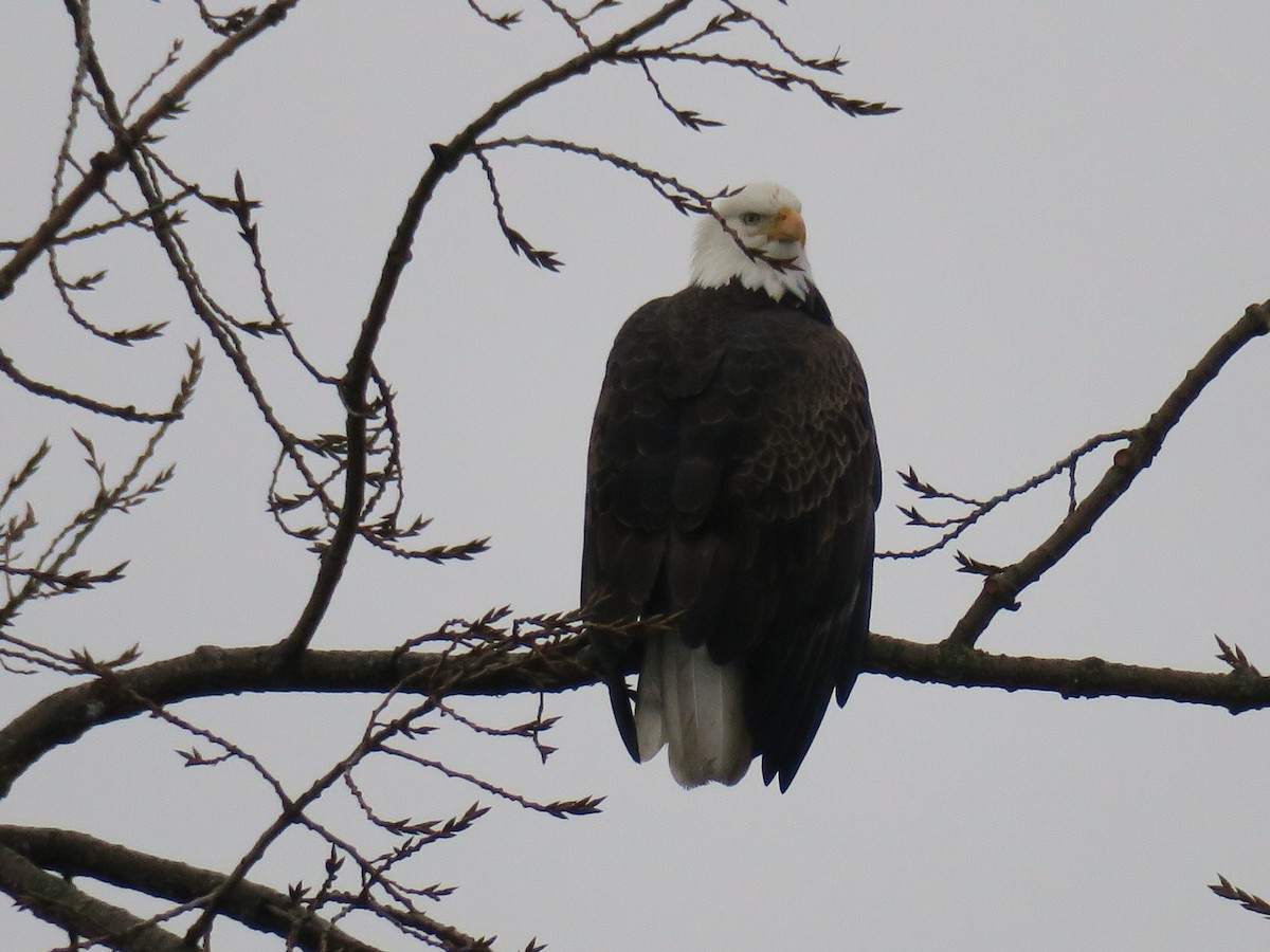 Pygargue à tête blanche - ML646852511