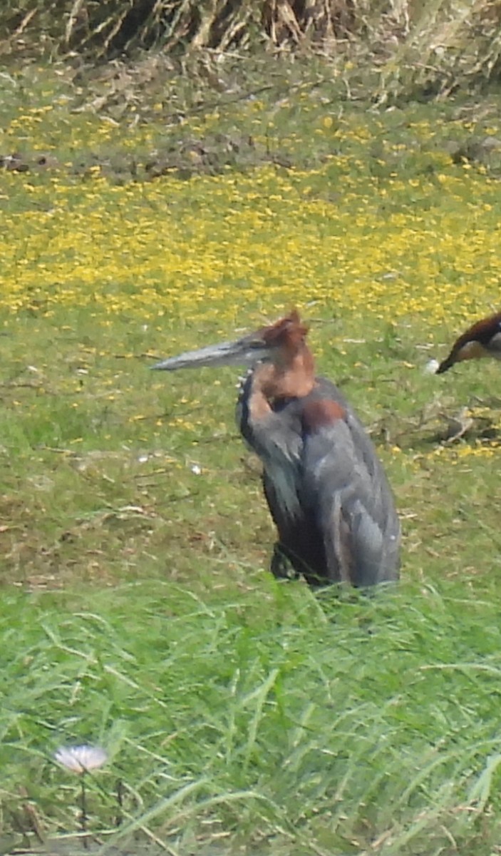 オニアオサギ - ML646852513