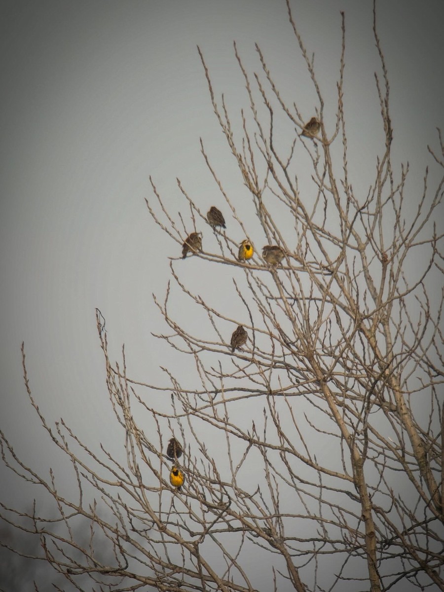 Sturnelle des prés - ML646852519