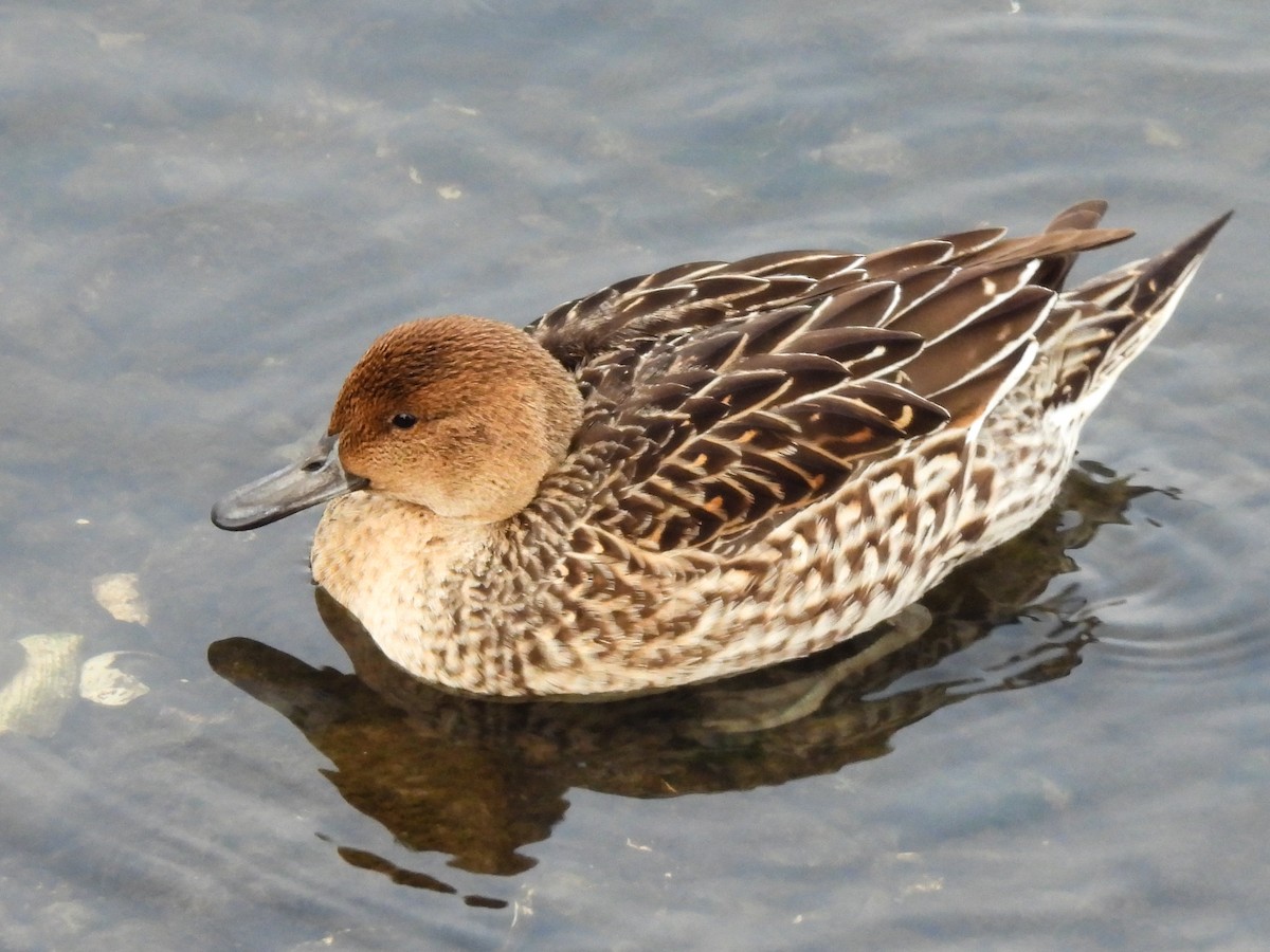 Northern Pintail - ML646852522