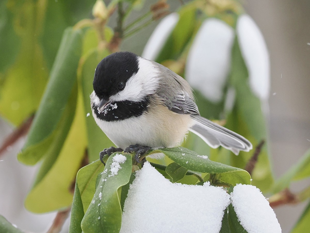 Black-capped Chickadee - ML646852525