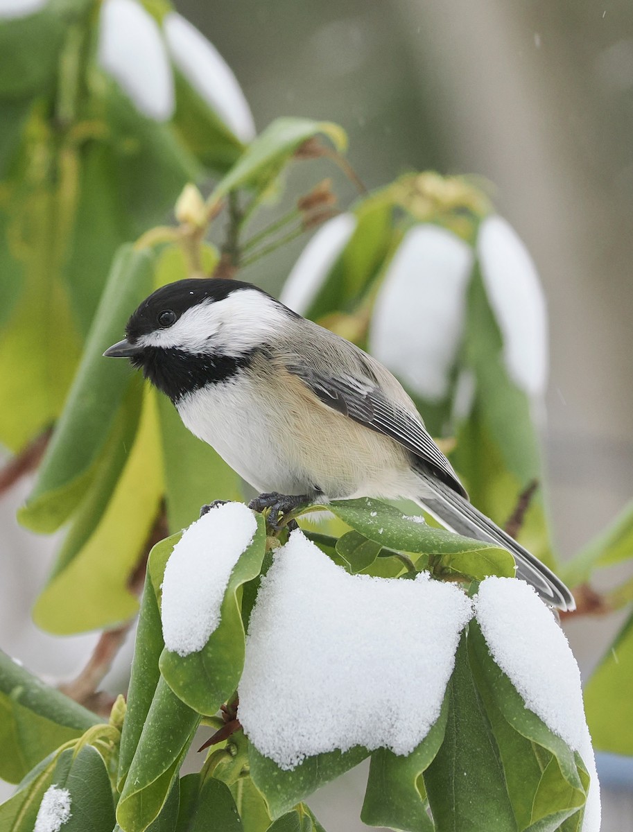 Black-capped Chickadee - ML646852526