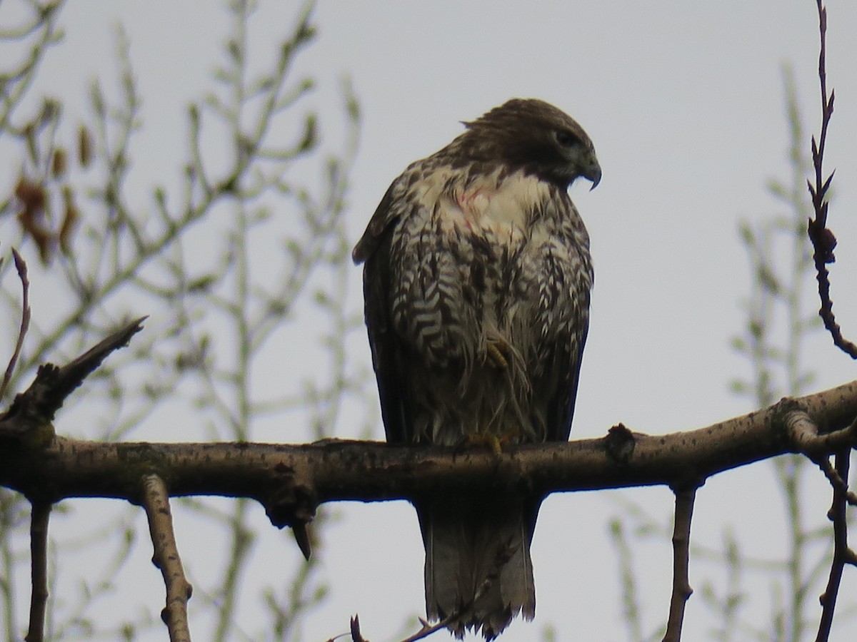 Buse à queue rousse - ML646852528
