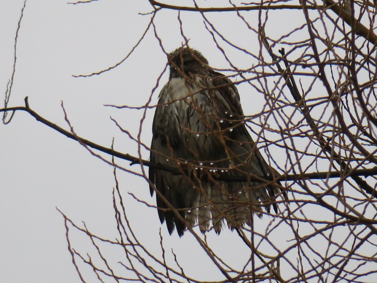 Buse à queue rousse - ML646852529