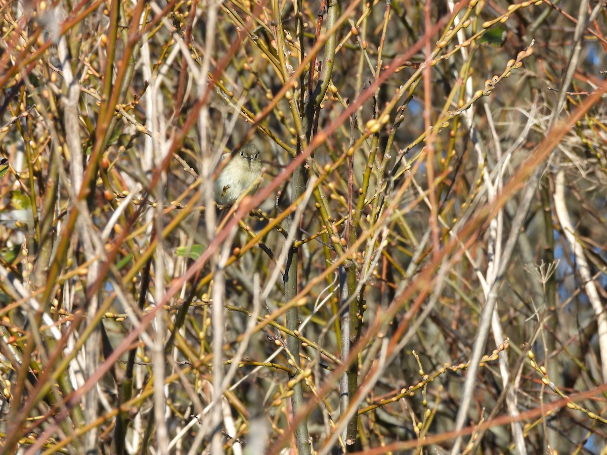 Rubingoldhähnchen - ML646852530