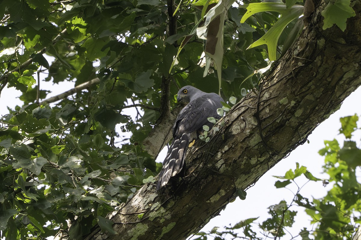 Long-tailed Hawk - ML646852532