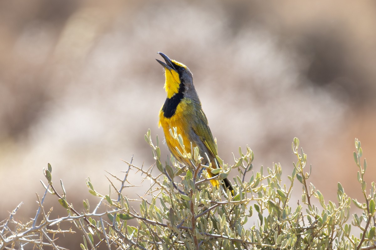 Gonolek bacbakiri - ML646852533