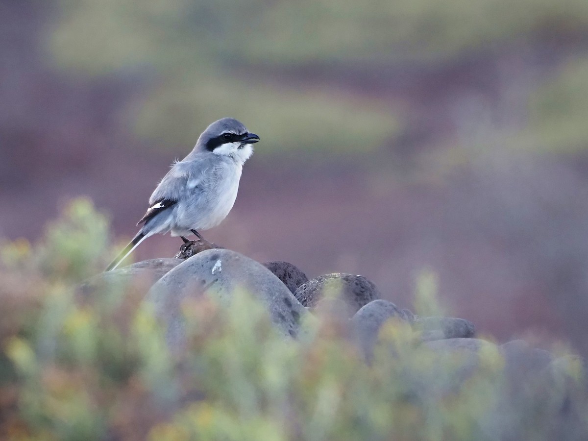 חנקן גדול - ML646852534