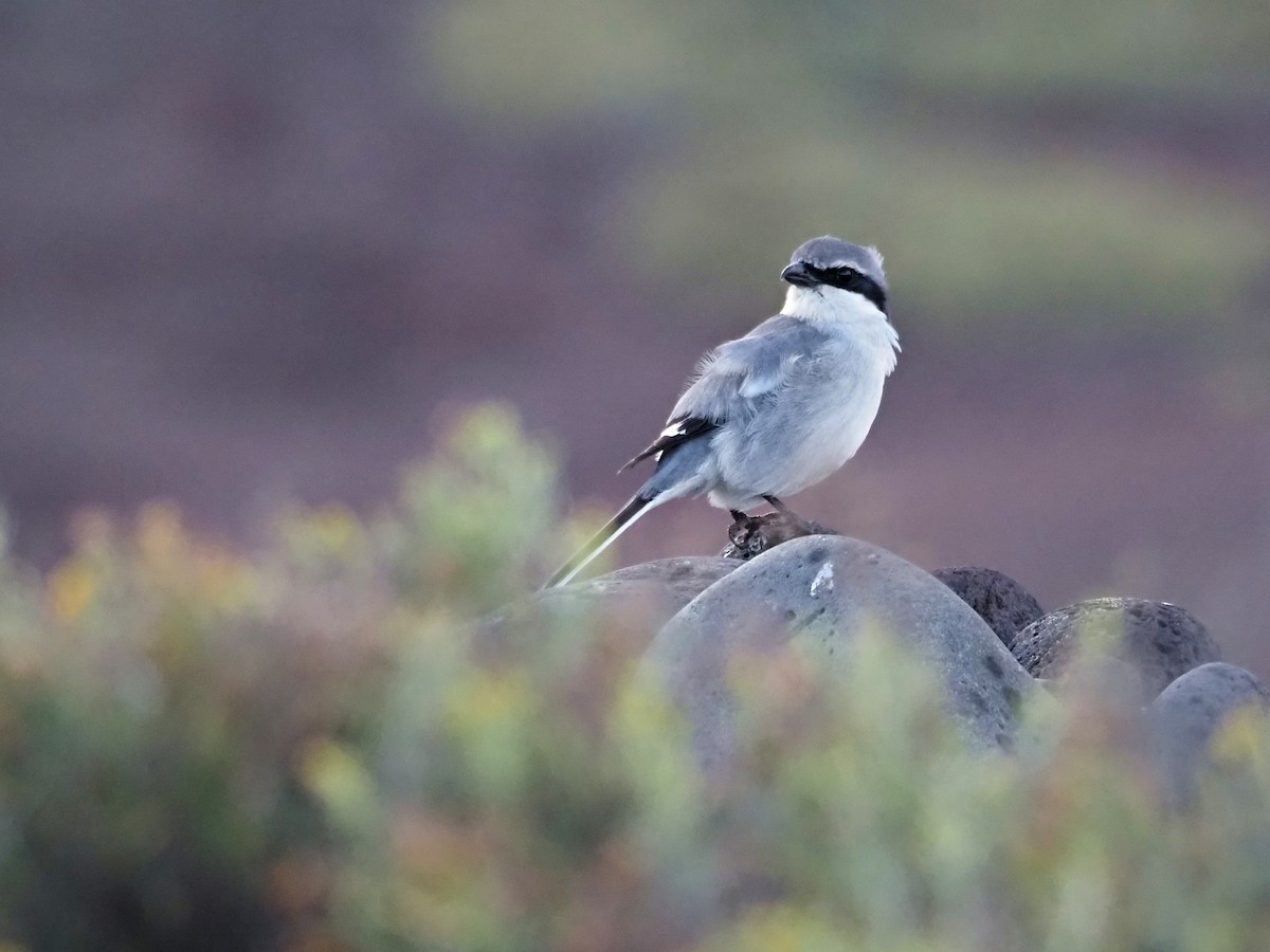 חנקן גדול - ML646852535