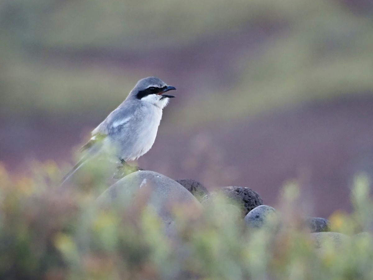 חנקן גדול - ML646852536