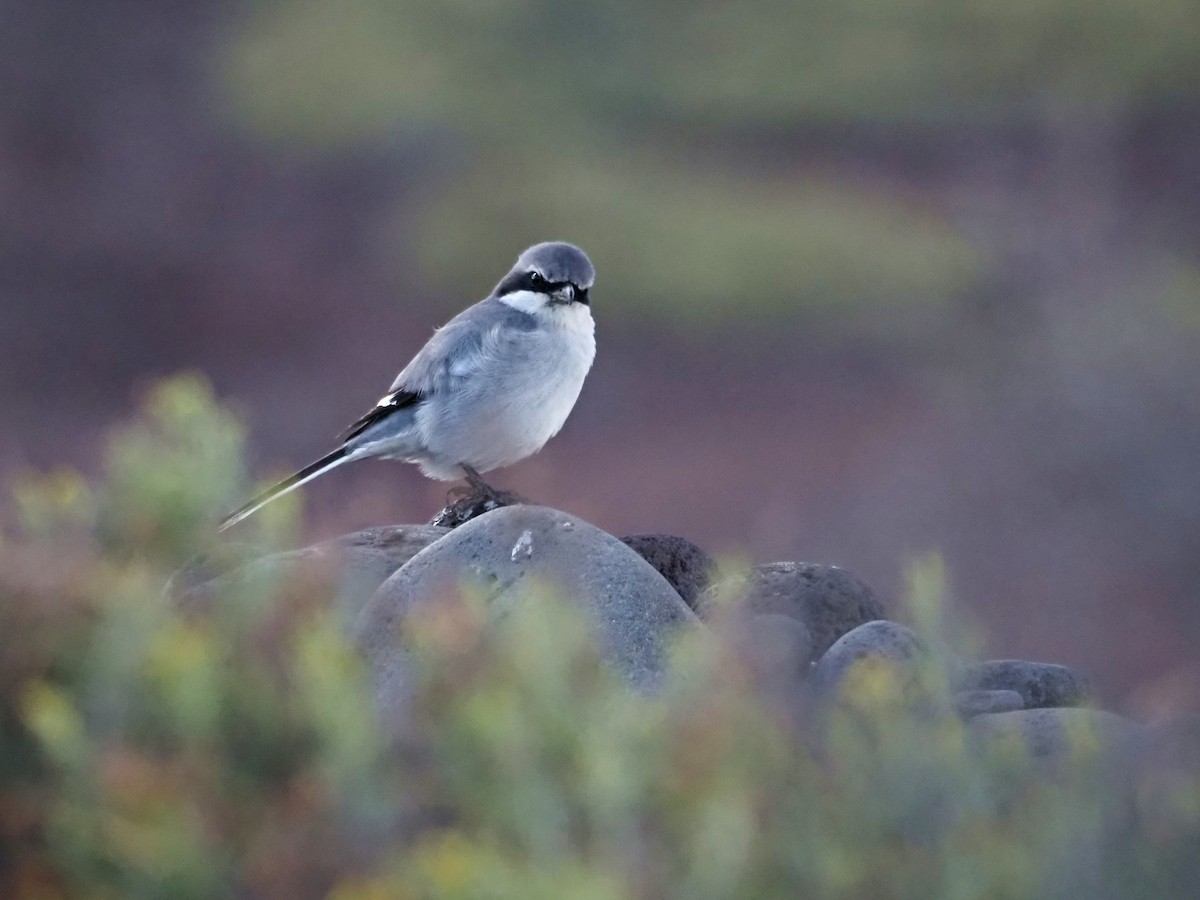חנקן גדול - ML646852537